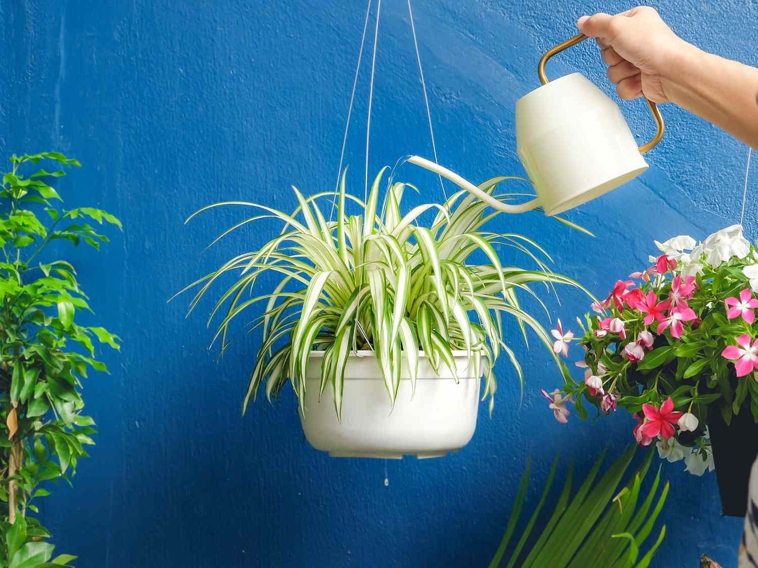 5 Low Maintenace Plants for Your Home