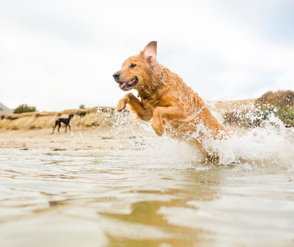Dog Friendly Beaches in Jacksonville Florida