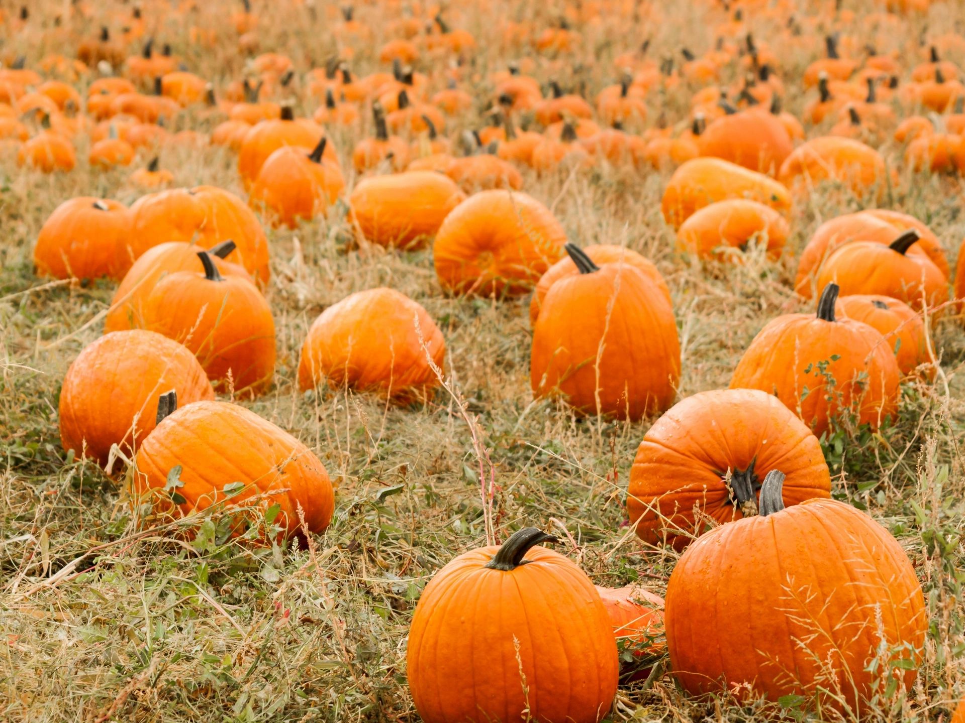 Some Local Jacksonville Pumpkin Patches to Check Out