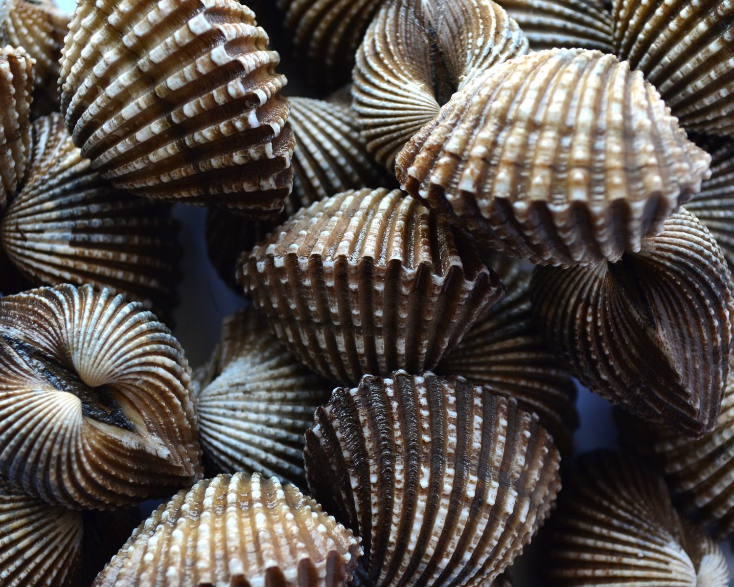 A Perfect Day Trip: Scalloping in the Steinhatchee