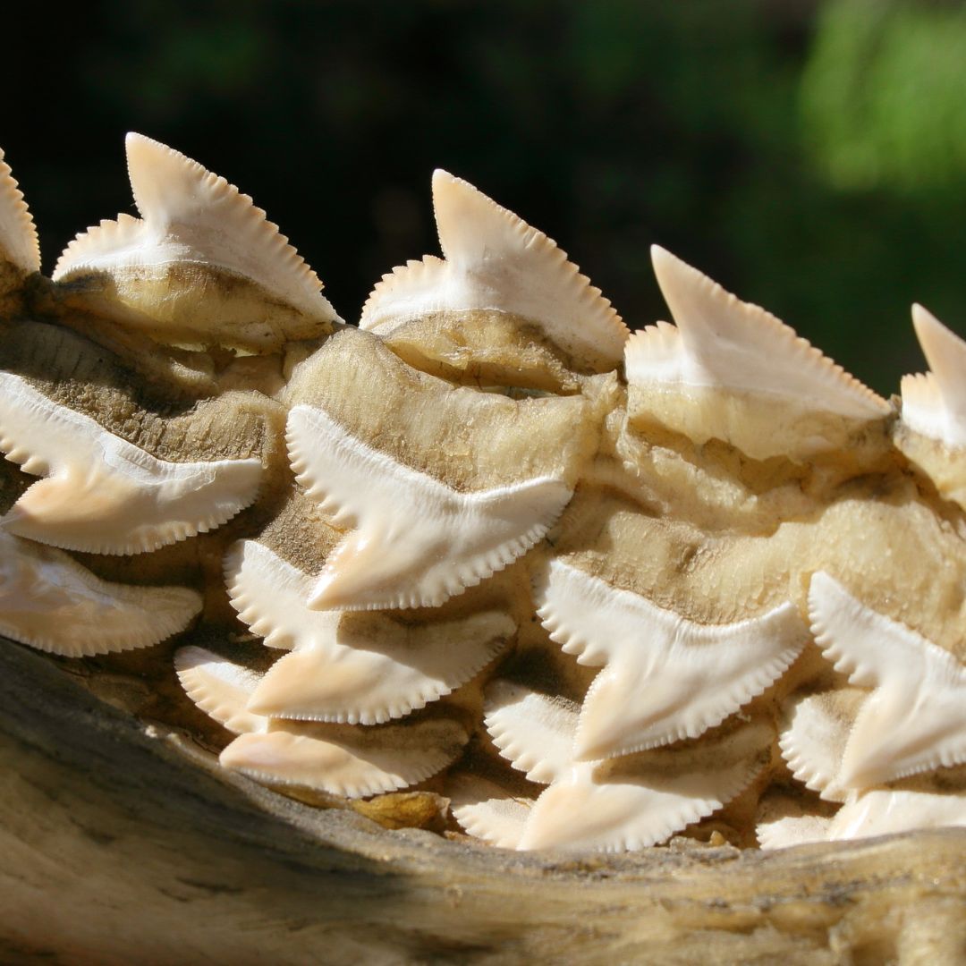 Discovering Shark Teeth at Mickler’s Beach: A Treasure Hunter’s Guide